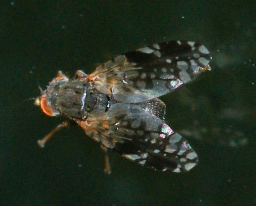 Réf. 199 113 : Tephritis neesii